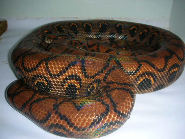 nov12 BH female 2