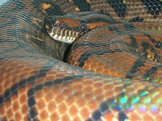 nov12 BH female