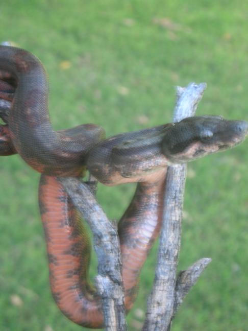 Corn Island Boa 2 Blurry