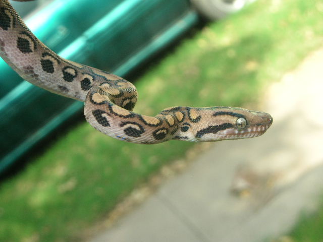 first shed