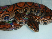 speck head