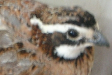 quail