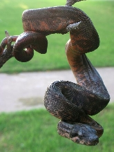 Corn Island Boa 1