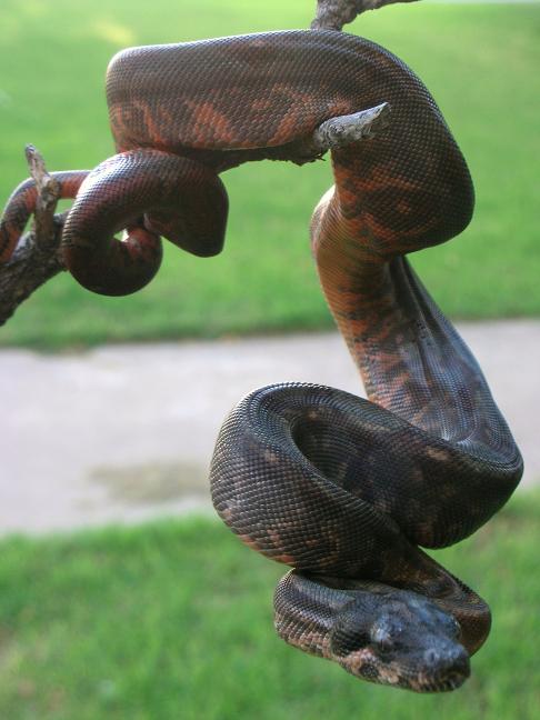 Corn Island Boa 1