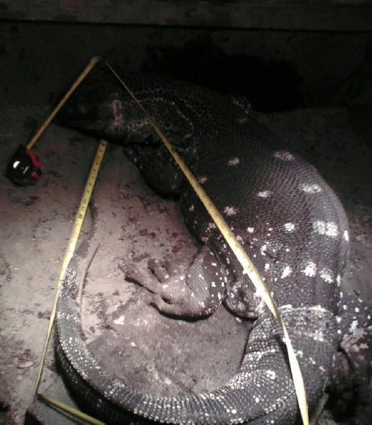 new measurement 8.5 feet 75lbs