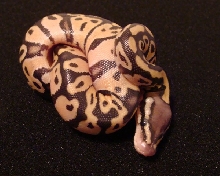 Female