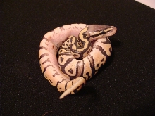Female belly