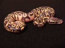 Male