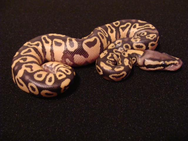 Male
