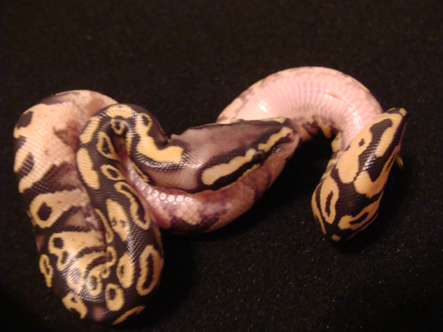 Male belly