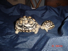 Daisy & Bullwinkle