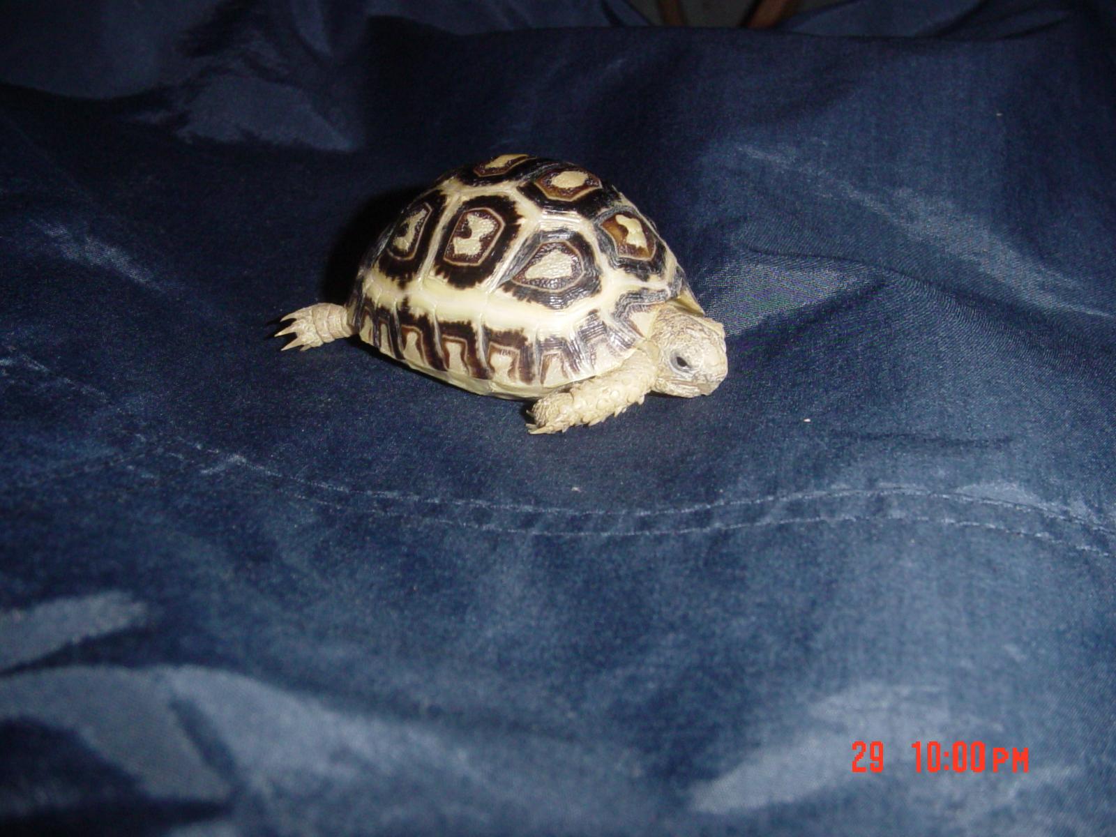 Daisy
