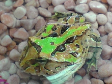 Fantasy pacman frog