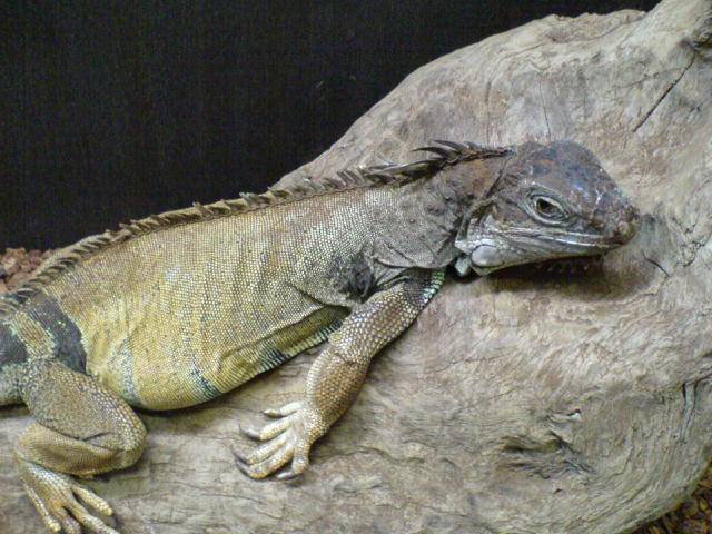 Female iguana 10 years old .