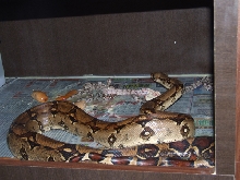 boa_mother_children