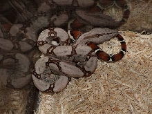 boa baby a 01
