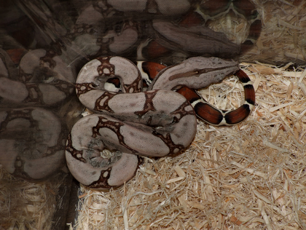 boa baby a 01
