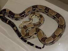 male anery boa
