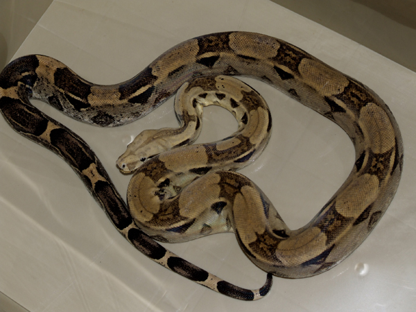 male anery boa