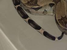 male anery boa 2
