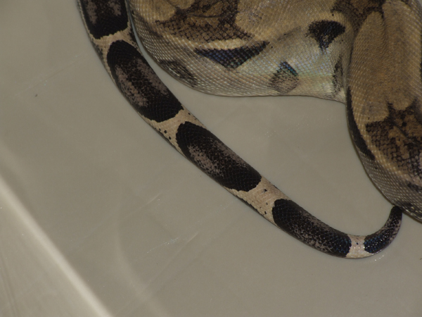 male anery boa 2