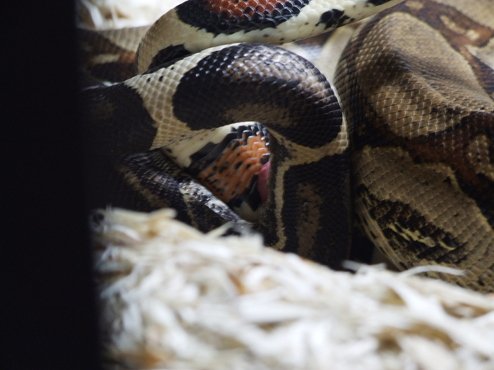 boa_mating_01