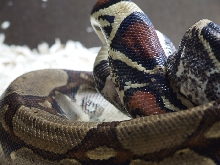 boa_mating_02