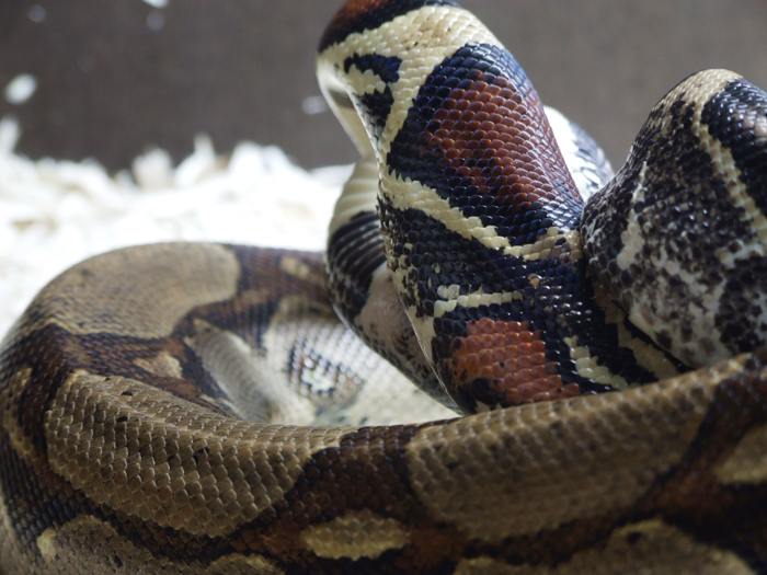 boa_mating_02