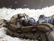 boa_mating_03