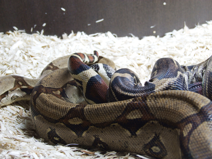 boa_mating_03