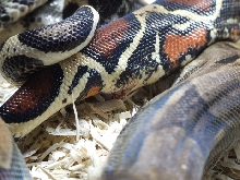 boa_mating_04