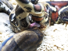 boa_mating_05