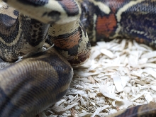boa_mating_06