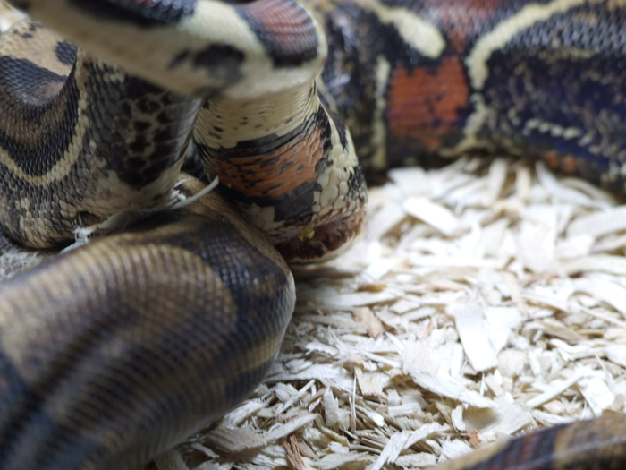 boa_mating_06