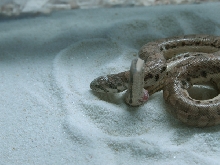 Eryx miliaris miliaris 01