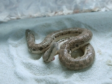 Eryx miliaris miliaris 02