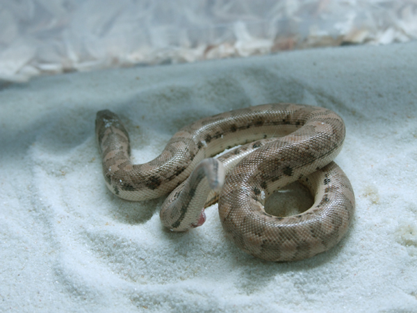 Eryx miliaris miliaris 02