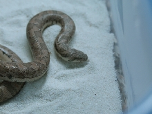 Eryx miliaris miliaris 03