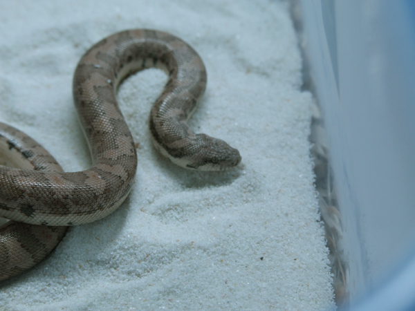 Eryx miliaris miliaris 03