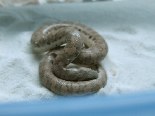 Eryx miliaris miliaris 04