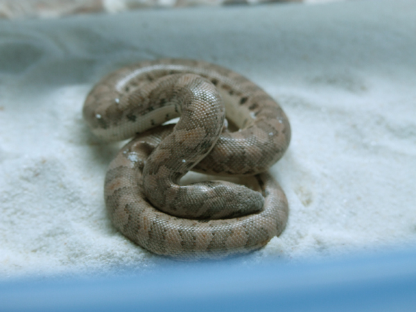 Eryx miliaris miliaris 04