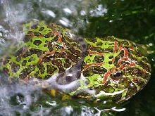 pacman_mating_01