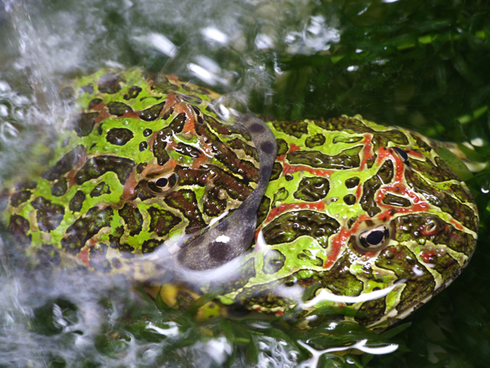 pacman_mating_01