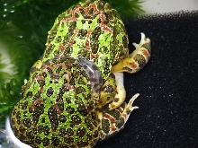 pacman_mating_02