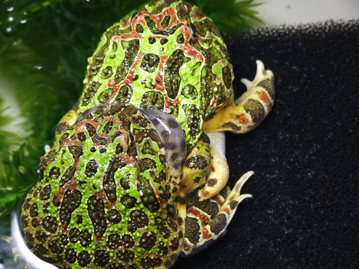 pacman_mating_02
