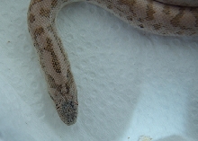 sand boa 01