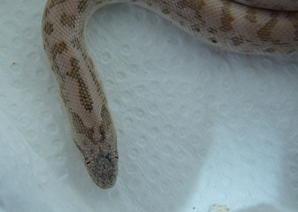 sand boa 01