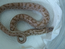 sand boa 02