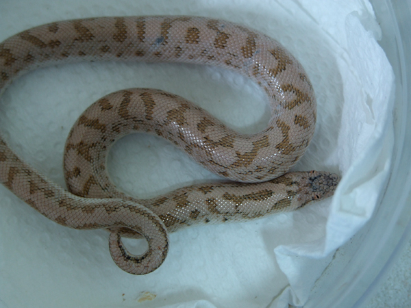 sand boa 02