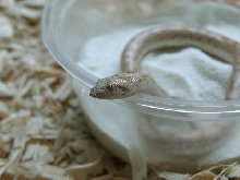 sand boa a
